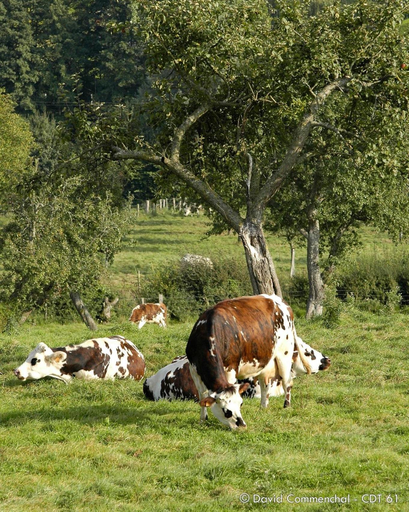Gite "Le Refuge" Dans Un Domaine De 7Ha Au Calme Vimoutiers Zewnętrze zdjęcie