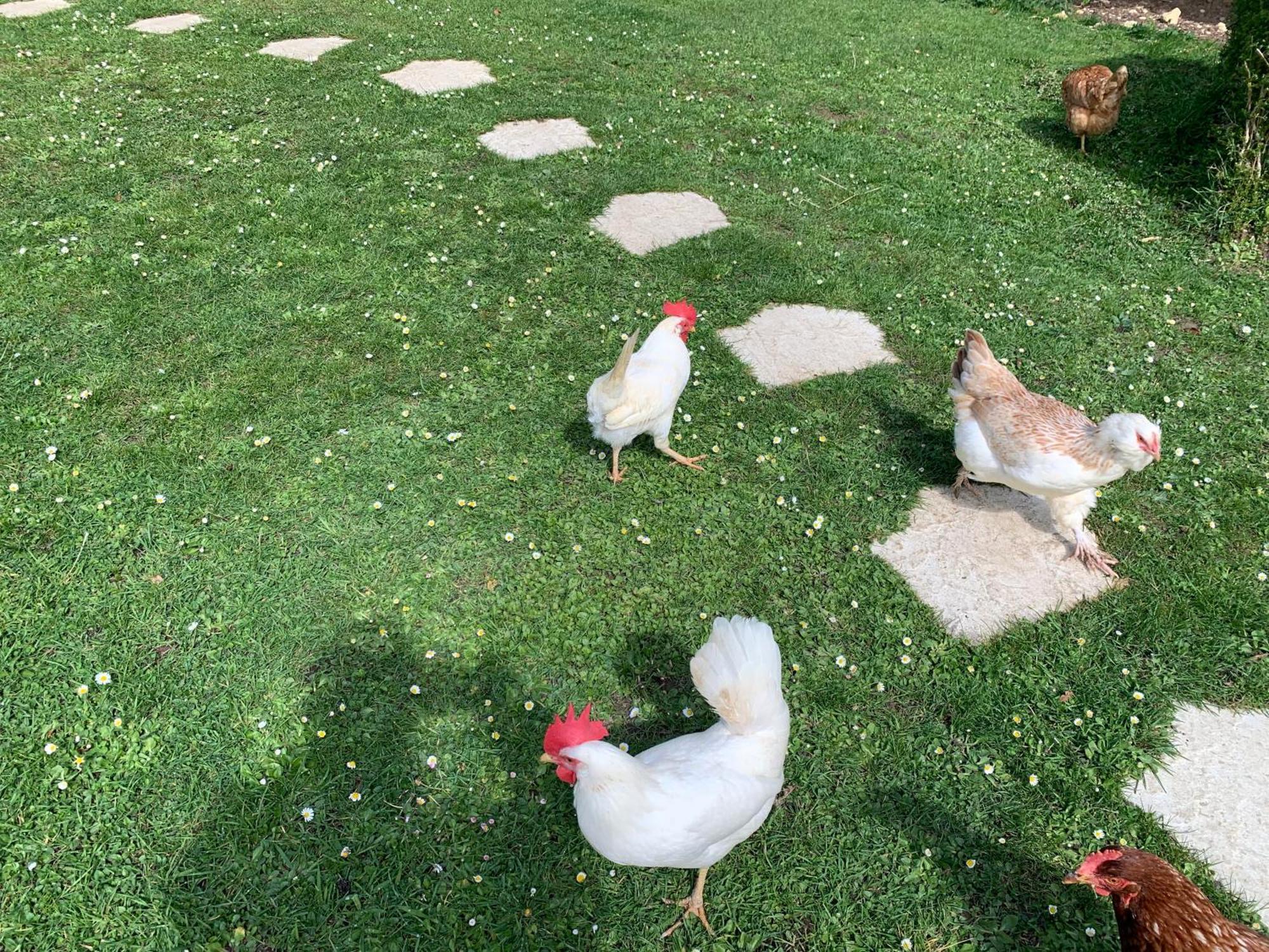 Gite "Le Refuge" Dans Un Domaine De 7Ha Au Calme Vimoutiers Zewnętrze zdjęcie
